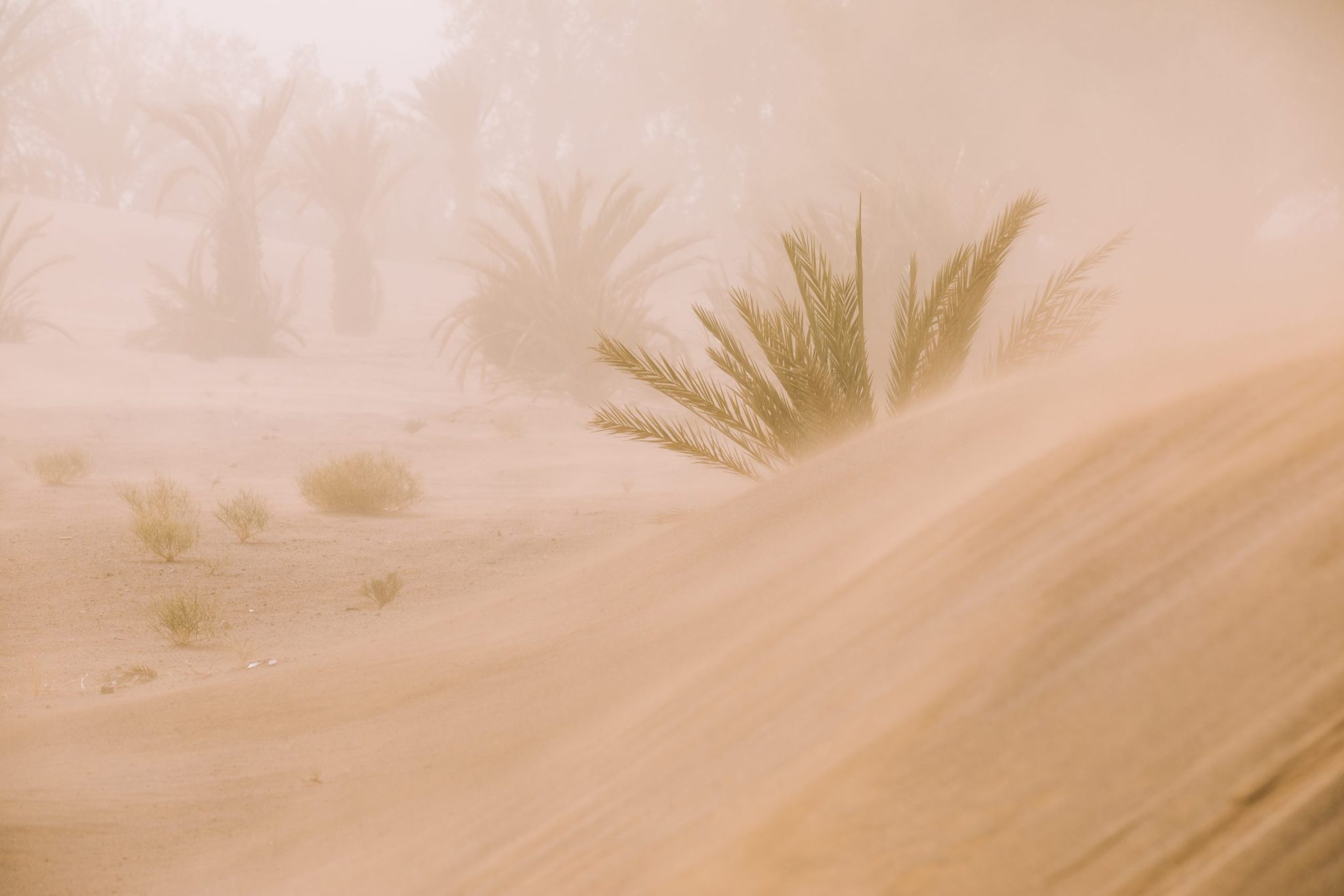 Palmiers dans une tempête de sable